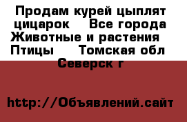 Продам курей цыплят,цицарок. - Все города Животные и растения » Птицы   . Томская обл.,Северск г.